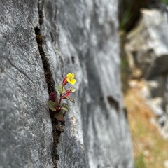Erythranthe taylorii