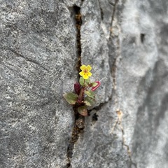 Erythranthe taylorii