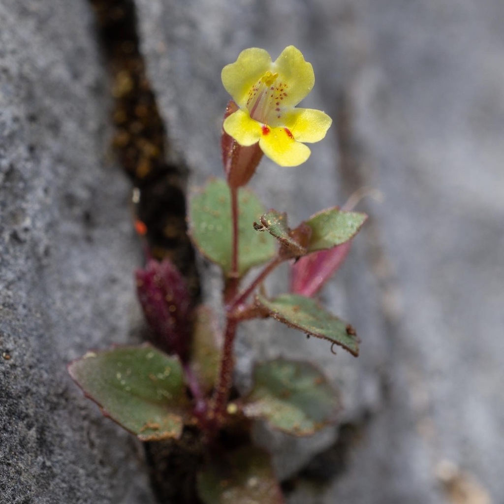 Shasta Limestone Monkeyflower