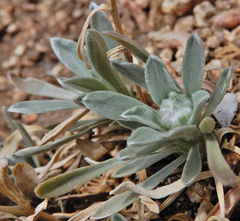 Tetraneuris argentea