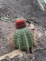 Melocactus ernestii