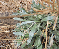 Tetraneuris argentea