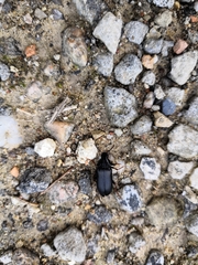 Melandrya caraboides