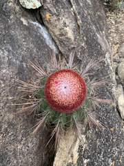 Melocactus ernestii