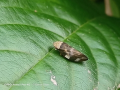 Ptyelinellus praefractus