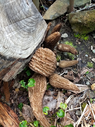 Black Morels