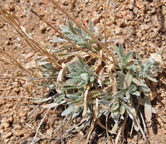 Tetraneuris argentea