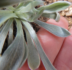 Tetraneuris argentea