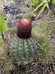 Melocactus ernestii