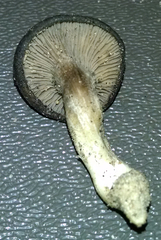 Clitocella