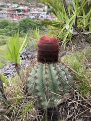 Melocactus ernestii