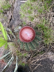 Melocactus ernestii