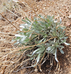 Tetraneuris argentea