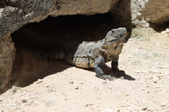 Ctenosaura similis