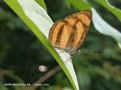 Pantoporia