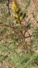 Erythrostemon gilliesii