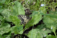 Papilio machaon hippocrates
