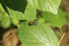 Rhynocoris annulatus