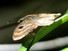 Cyclosemia