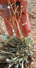 Tetraneuris argentea