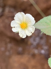 Sida cordata