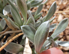 Tetraneuris argentea