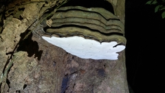 Hornodermoporus martius