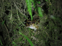 Craugastor laevissimus