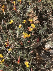 Acmispon oroboides