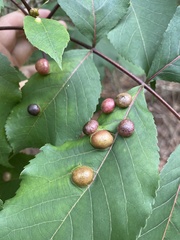 Phylloxera caryaescissa