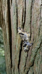 Monocerotesa virgata