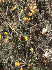 Acmispon oroboides