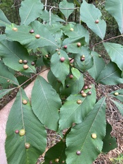 Phylloxera caryaescissa