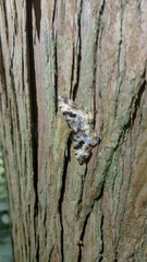 Monocerotesa virgata