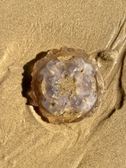 Catostylus