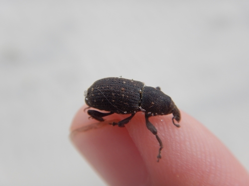 Pitch-eating Weevil