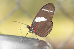 Heliconius wallacei