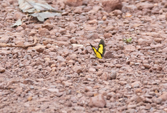 Xanthyris flaveolata