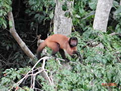 Sapajus robustus