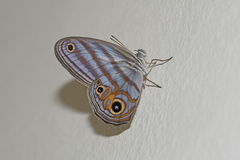 Chloreuptychia herseis