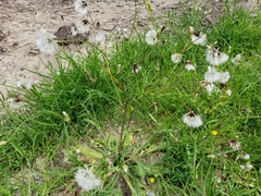 Hypochaeris chillensis