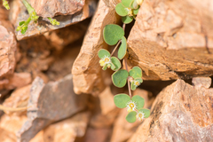 Euphorbia kischenensis image