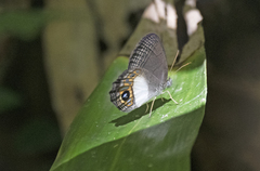 Splendeuptychia quadrina