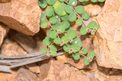 Euphorbia kischenensis image