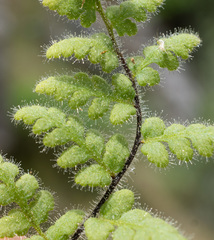 Myriopteris cooperae