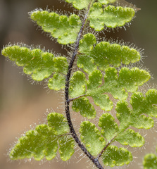 Myriopteris cooperae