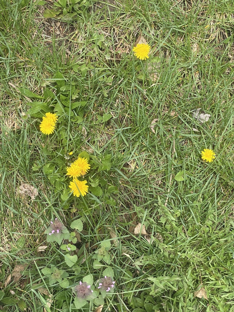 dandelions from Pennsylvania on April 13, 2022 by nyas1 · iNaturalist