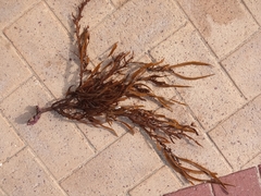 Scytothalia dorycarpa