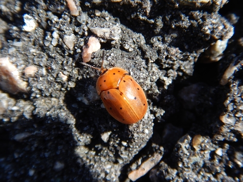 Argus Tortoise Beetle photo 4