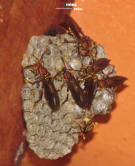 Polistes simillimus